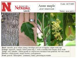 Attēlu rezultāti vaicājumam “Acer tataricum bud”