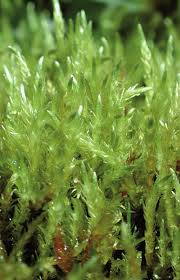 Attēlu rezultāti vaicājumam “Straminergon stramineum”