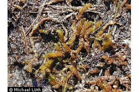 Attēlu rezultāti vaicājumam “Scorpidium scorpioides”