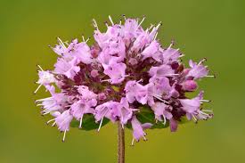 Image result for Origanum vulgare