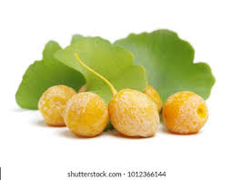 Attēlu rezultāti vaicājumam “Ginkgo biloba fruit”