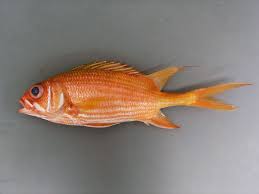 Image result for Holocentrus adscensionis