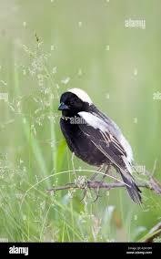 Image result for Dolichonyx oryzivorus