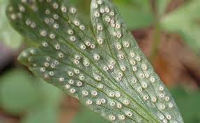 Attēlu rezultāti vaicājumam “Ochropsora ariae”