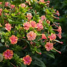 Image result for Mirabilis jalapa