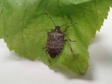 Attēlu rezultāti vaicājumam “Badhamiopsis macrospora”