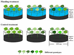 Attēlu rezultāti vaicājumam “Hydrocotyle vulgaris”