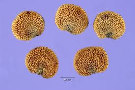 Attēlu rezultāti vaicājumam “Silene otites fruit”