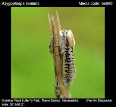 Attēlu rezultāti vaicājumam “Stemonitopsis aequalis (var. aequalis)”