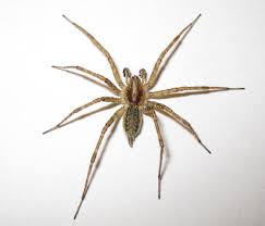 Attēlu rezultāti vaicājumam “Agelenidae”