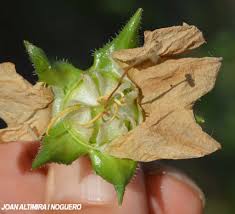 Image result for Campanula affinis