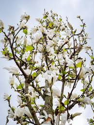 Attēlu rezultāti vaicājumam “Magnolia kobus flower”