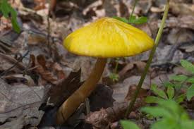 Attēlu rezultāti vaicājumam “Pluteus leoninus”