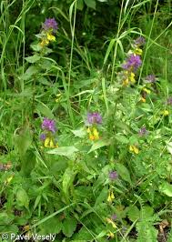 Attēlu rezultāti vaicājumam “Melampyrum nemorosum leaf”
