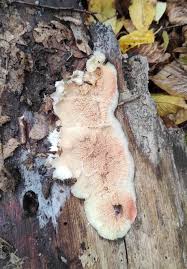 Attēlu rezultāti vaicājumam “Phlebia serialis”