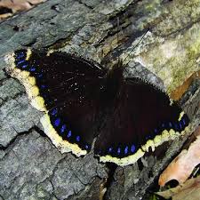 Attēlu rezultāti vaicājumam “Nymphalis antiopa”