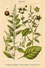 Attēlu rezultāti vaicājumam “Chenopodium polyspermum”