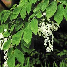 Attēlu rezultāti vaicājumam “Cladrastis kentukea leaf”