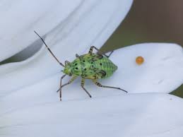 Attēlu rezultāti vaicājumam “Closterotomus biclavatus nymph”