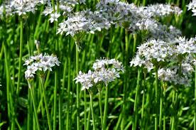 Image result for Allium tuberosum