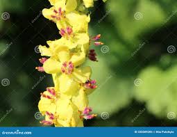 Image result for Verbascum nigrum