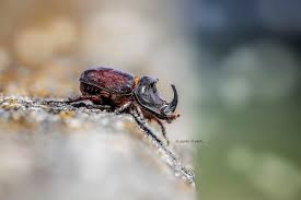 Attēlu rezultāti vaicājumam “Oryctes nasicornis male”