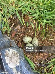Attēlu rezultāti vaicājumam “Larus argentatus nest”