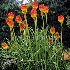 Image result for Echinacea Lustre hybrids