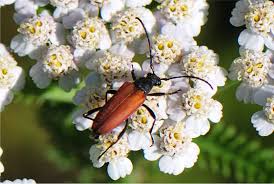 Attēlu rezultāti vaicājumam “Anastrangalia sanguinolenta female”