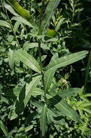 Attēlu rezultāti vaicājumam “Salix purpurea”