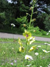 Attēlu rezultāti vaicājumam “Verbascum blattaria”
