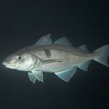 Image result for Melanogrammus aeglefinus