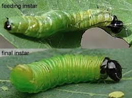 Attēlu rezultāti vaicājumam “Pamphiliidae”