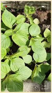 Image result for 깱깲깳깴깵깶깷깺깾깿꺀꺁꺂꺃꺆꺇꺈꺉꺊꺋꺍꺎꺏꺐