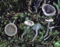 Attēlu rezultāti vaicājumam “Cantharellula umbonata”