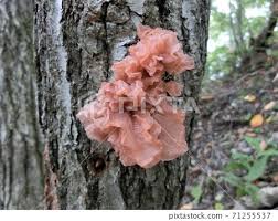 Attēlu rezultāti vaicājumam “Tremella foliacea”