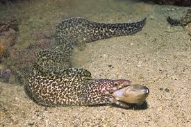 Image result for Gymnothorax moringa