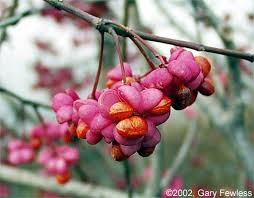 Attēlu rezultāti vaicājumam “Euonymus fruit”