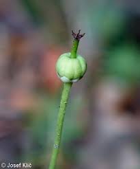 Attēlu rezultāti vaicājumam “Moneses uniflora bud”