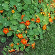 Attēlu rezultāti vaicājumam “Tropaeolum majus bud”