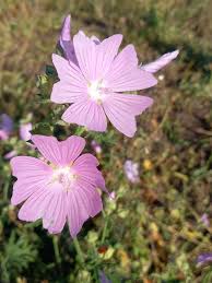 Image result for Malva alcea