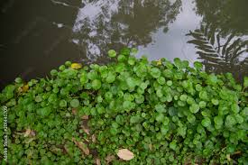 Attēlu rezultāti vaicājumam “Hydrocotyle vulgaris”