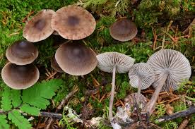Attēlu rezultāti vaicājumam “Mycena viscosa”