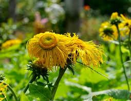 Image result for Telekia speciosa