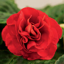 Image result for Impatiens walleriana