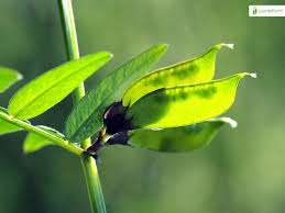 Attēlu rezultāti vaicājumam “Vicia sepium leaf”