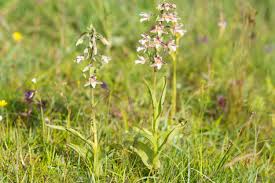 Attēlu rezultāti vaicājumam “Epipactis palustris”
