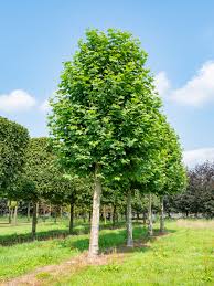 Attēlu rezultāti vaicājumam “Platanus x hispanica (syn. Platanus x acerifolia)”