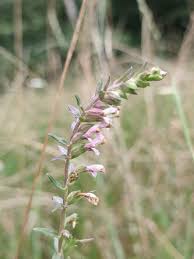 Attēlu rezultāti vaicājumam “Odontites vulgaris leaf”