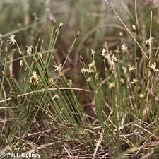 Attēlu rezultāti vaicājumam “Trichophorum cespitosum fruit”